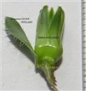  Involucre
